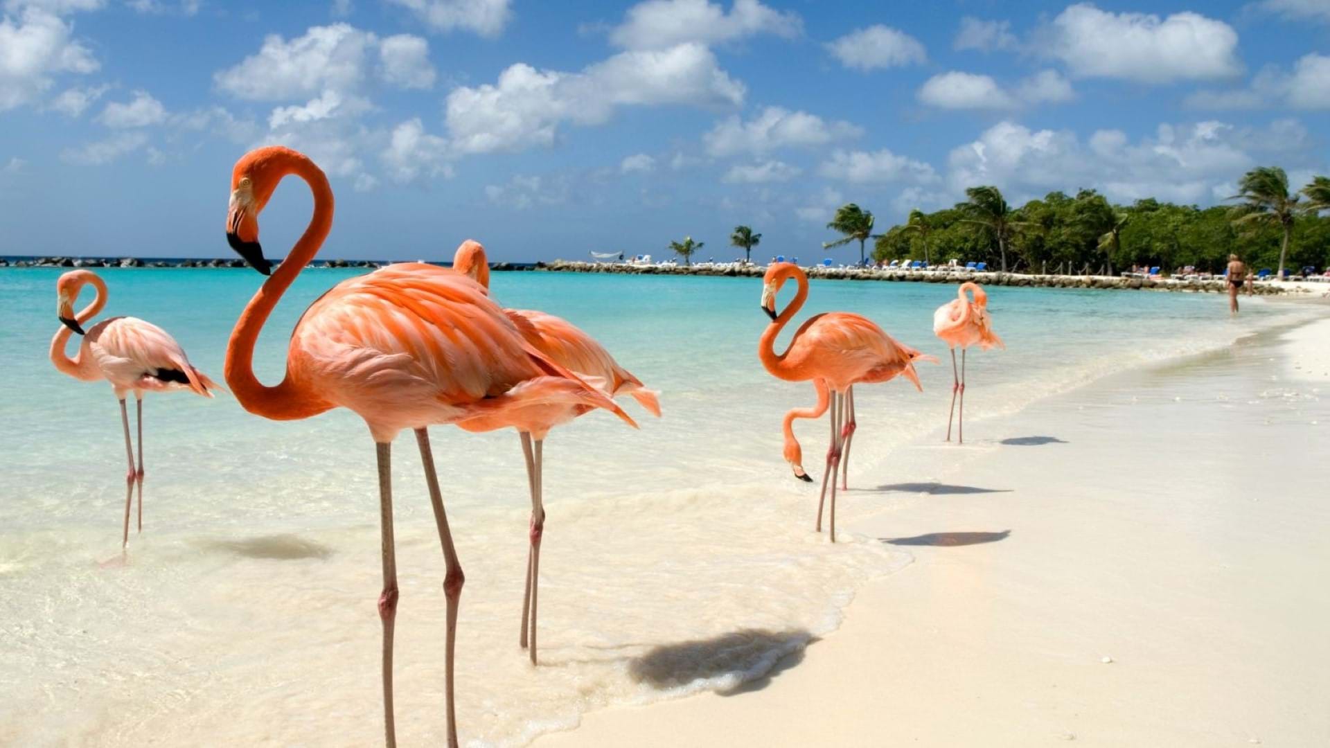 Flamingosi na plaži hotela u Arubi. Jedna od najpopularnijih prirodnih atrakcija predivnog karipskog ostrva.