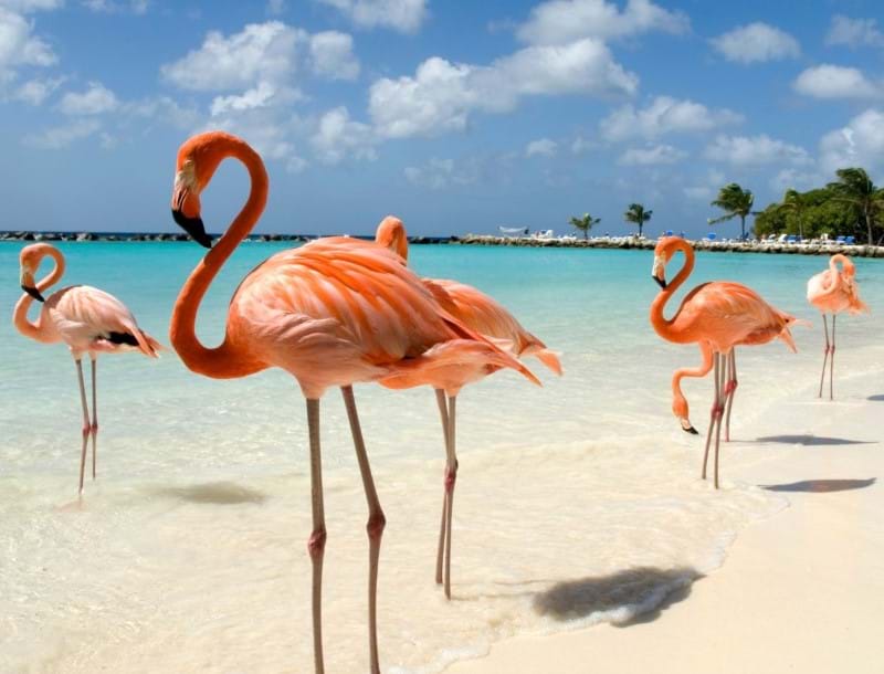 Aruba Medeni Mesec