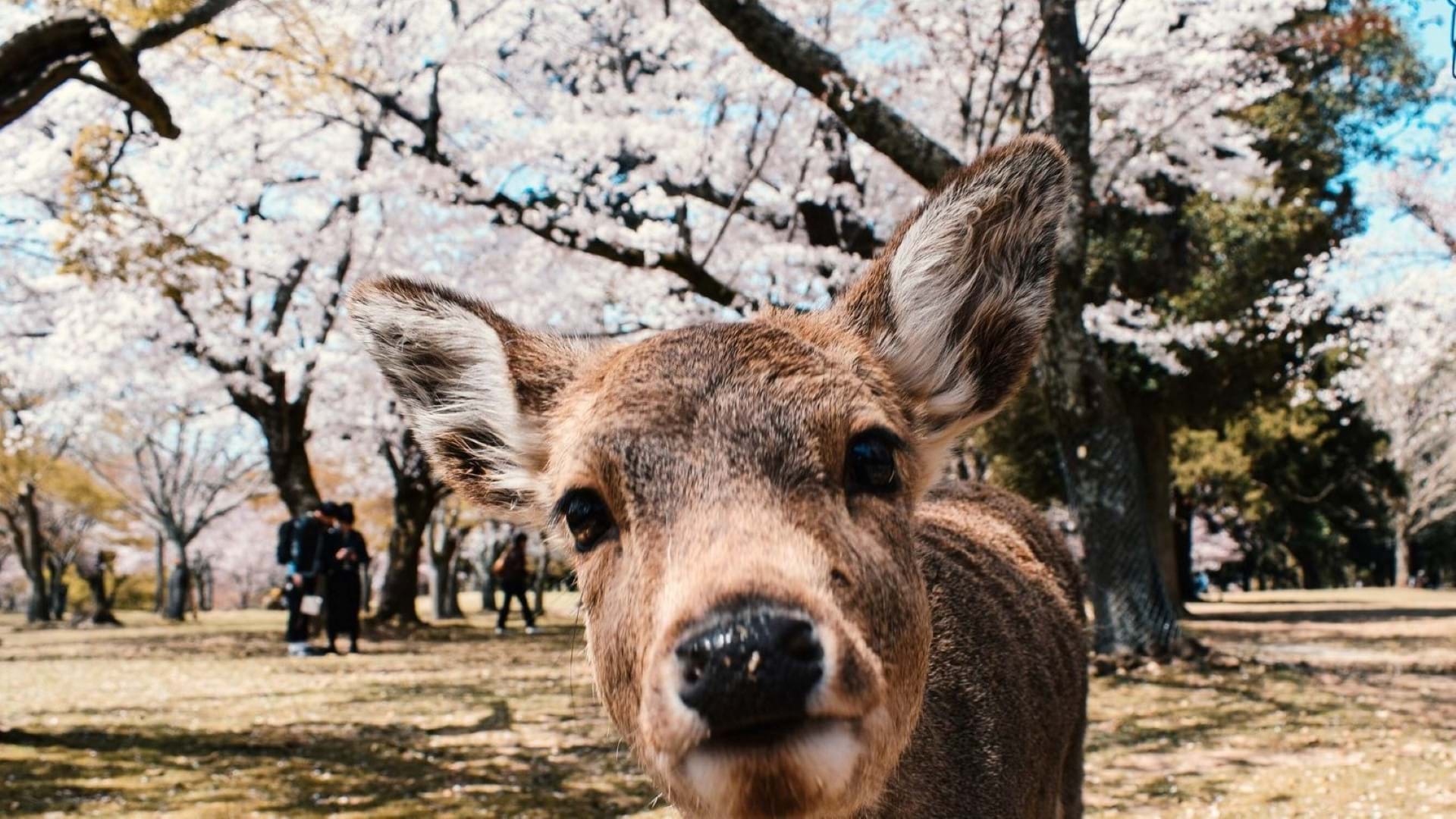 Upoznavanje sa životinjama u sklopu fakultativnog izleta na putovanju u Japan