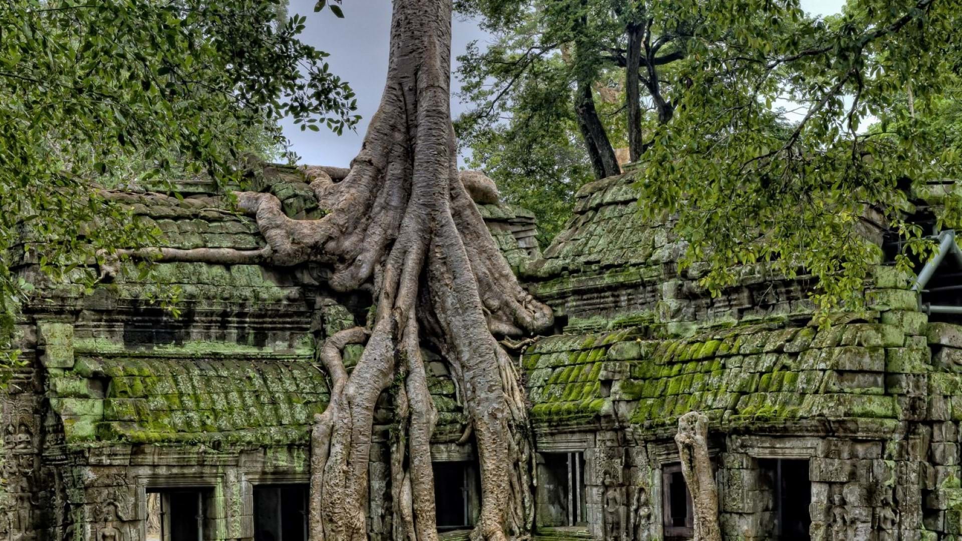Angkor Wat obrastao drvećem u napadu prirode na građevinu