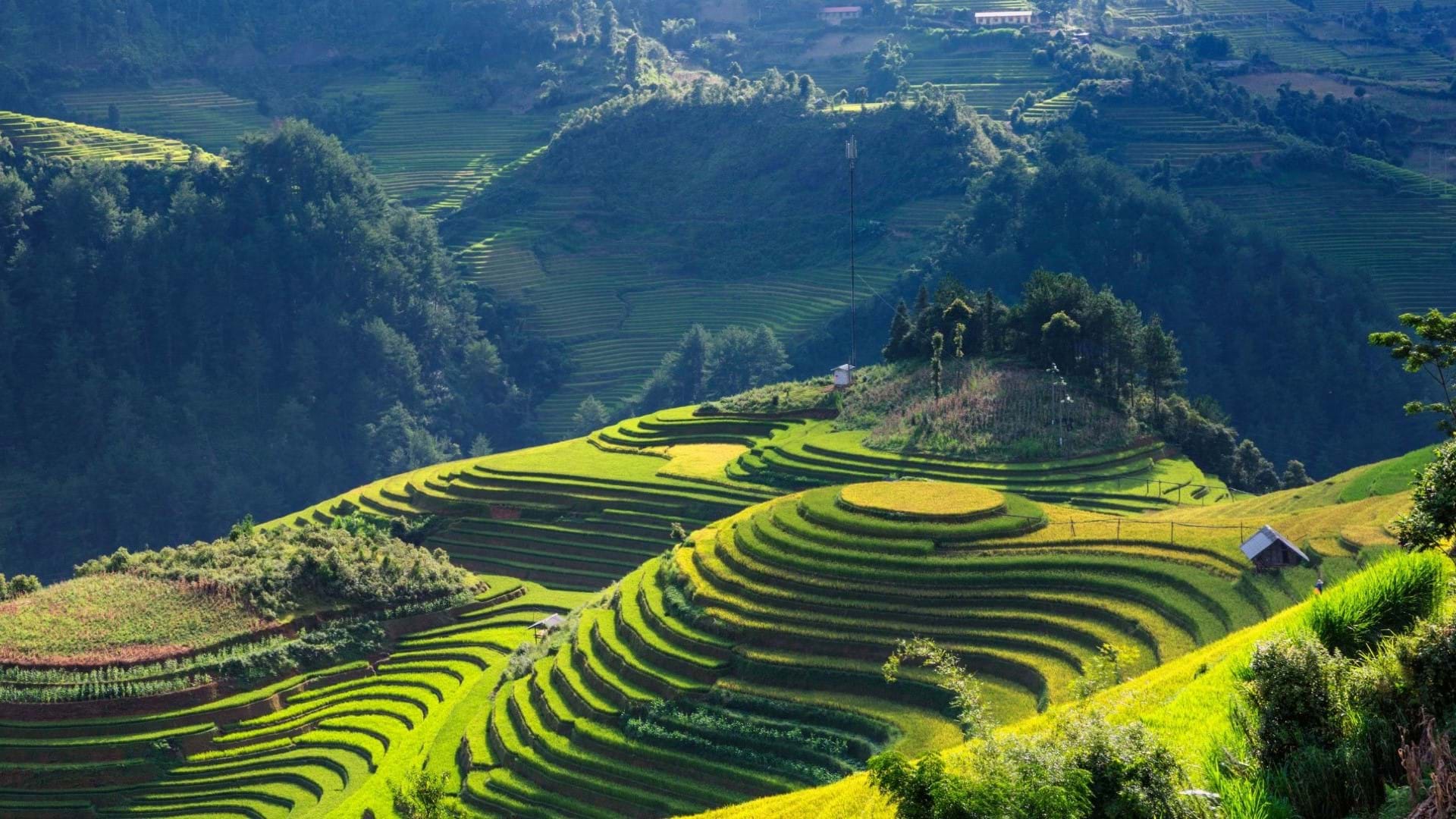 Priroda Vijetnama - pejzaži pirinčanih polja na severu Vijetnama