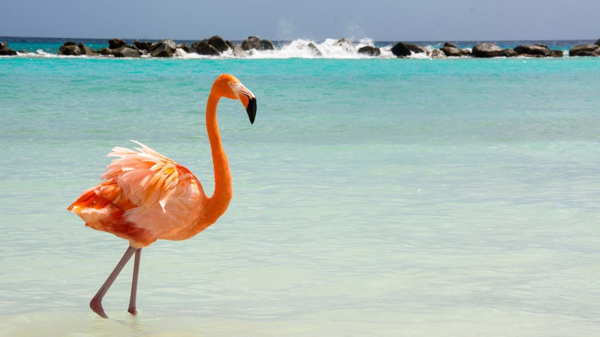 Aruba Putovanje Flamingosi