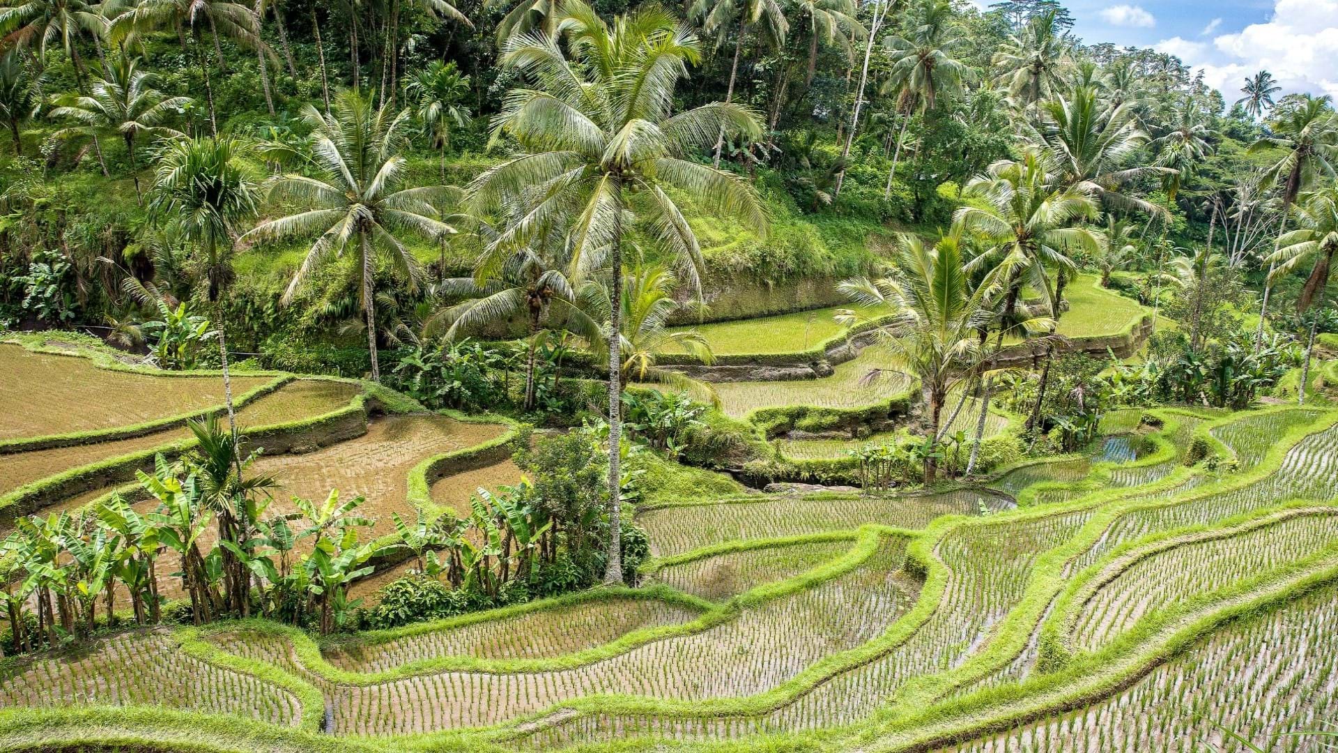 Pirinčana polja Bali - Ubud