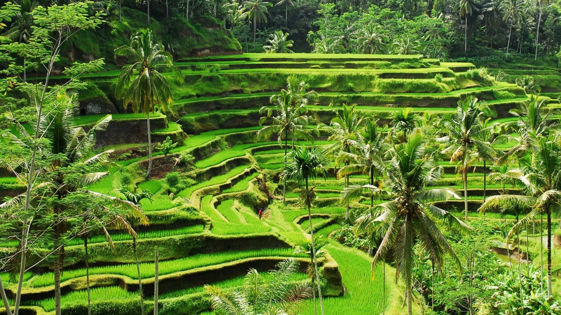 Bali putovanje Ubud