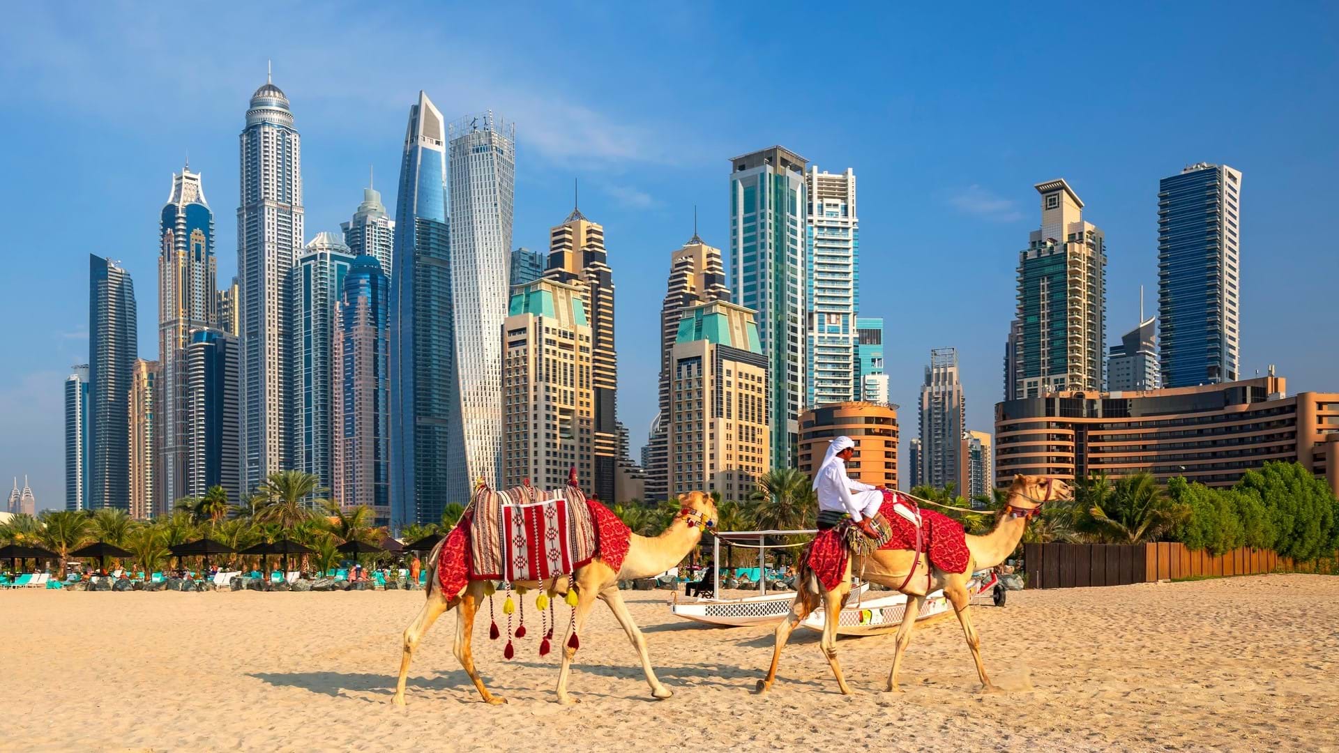 Dubai, Kamile na plaži. U pozadini soliteri i zgrade sa staklenom fasadom. 