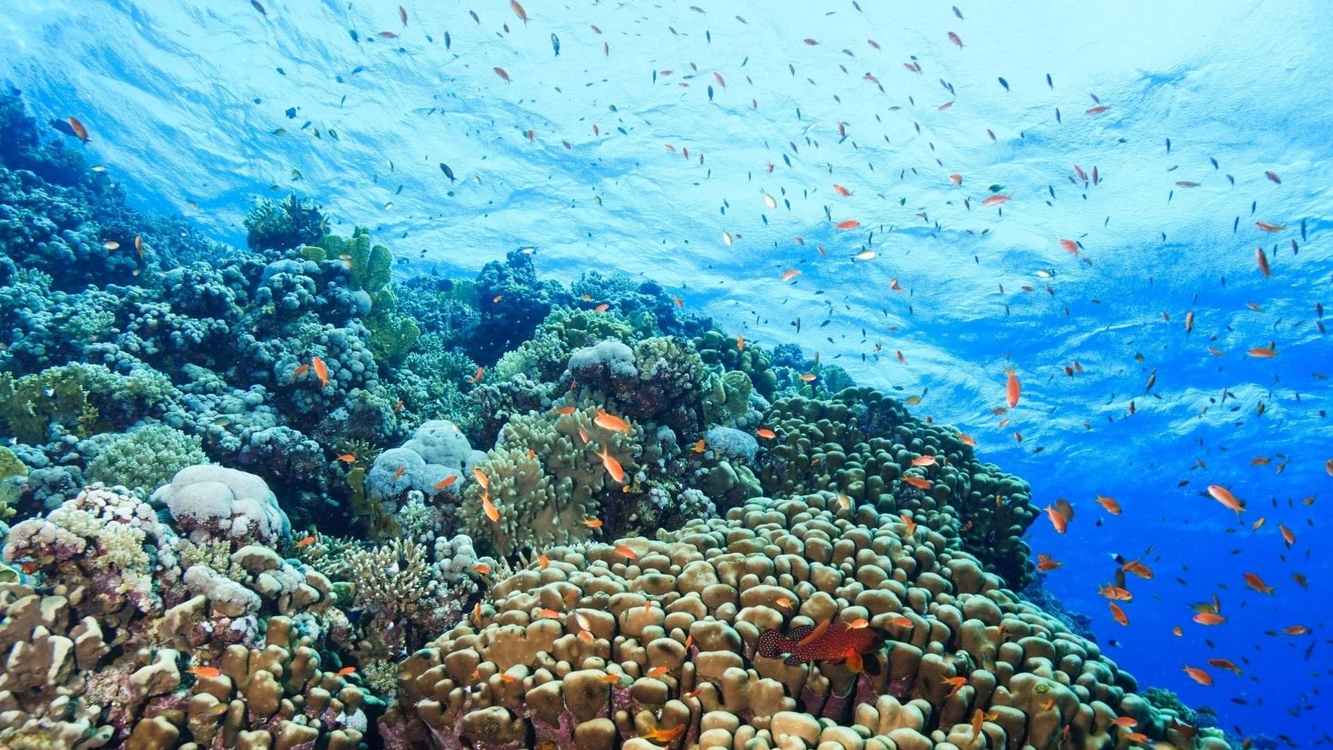Ronjenje u Hurgadi. Koralni greben i mnoštvo ribica koje plivaju oko grebena raznih boja.