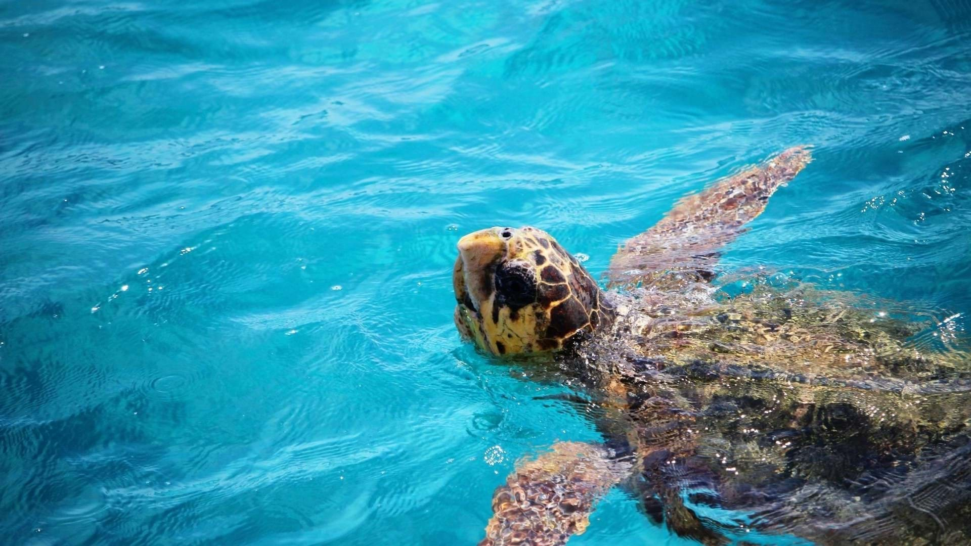 Kornjače Caretta Caretta su zaštićene i nastanjuju istočnu obalu Zakintosa.