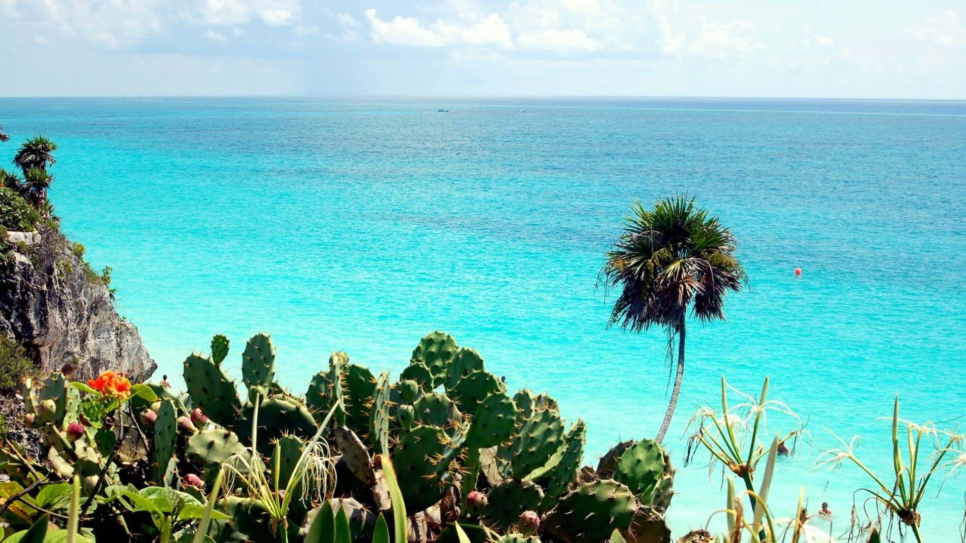 Tirkizna obala u Meksiku, na polupostrvu Jukatan. Kaktusi na obali i tirkizno more.