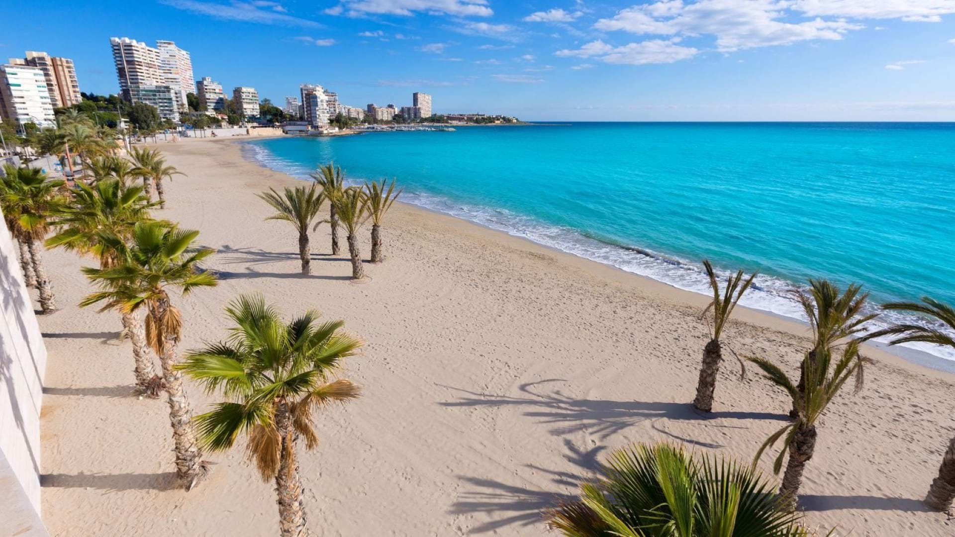 Tirkizno more i palme na peščanoj plaži Alikantea
