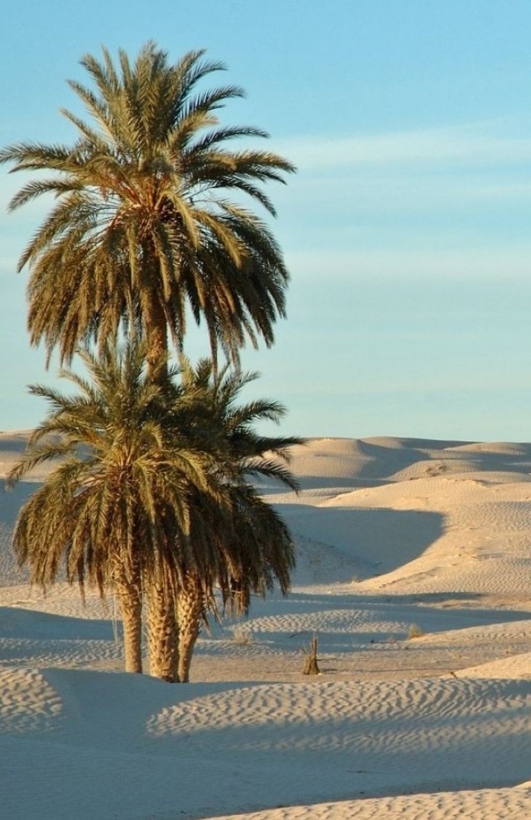 Tunis leto 2025